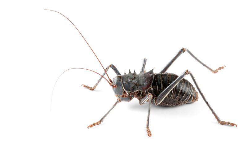 Cricket Prevention in Mckinney, TX