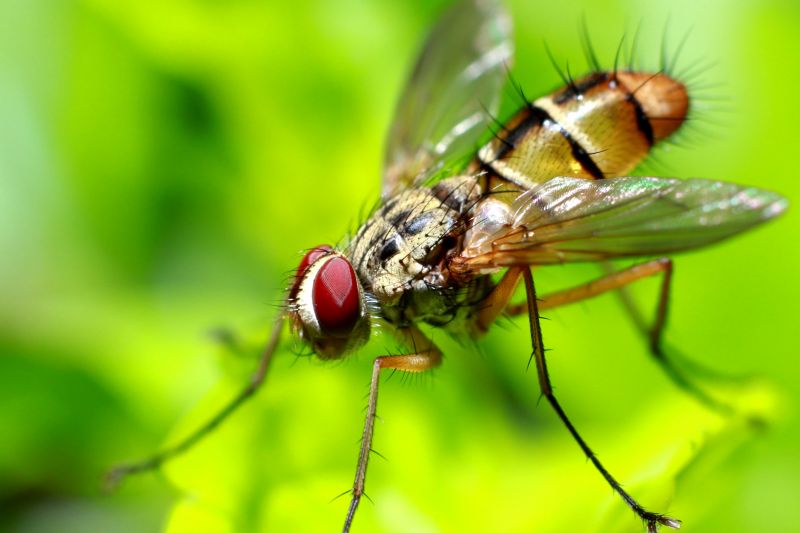 Fruit Fly Extermination in Fort Worth, TX