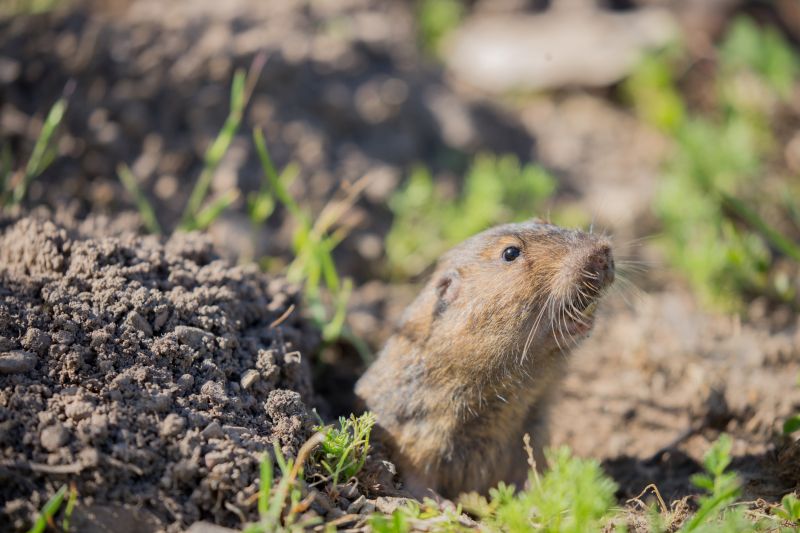 Gopher Extermination Service