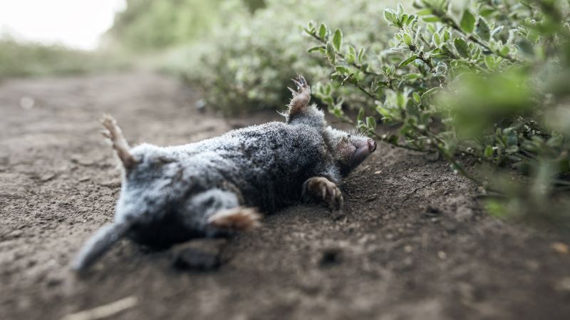 Seasonal Wildlife Issues Homeowners Should Watch For