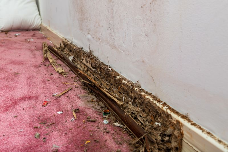 Termite Fumigation in Frisco, TX