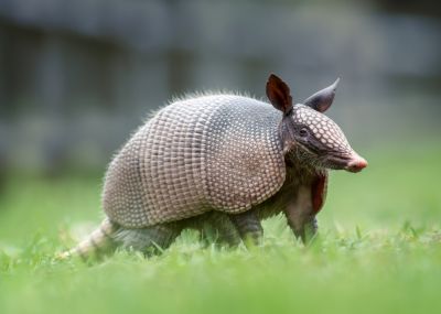 Armadillo Removal!