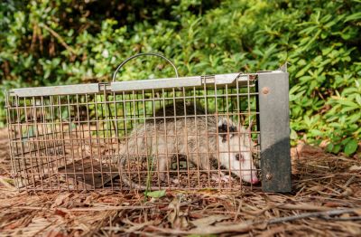 Opossum and Racoon Removal!